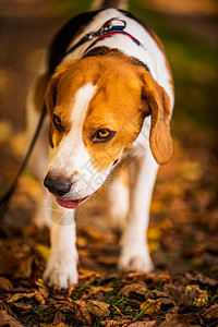 猎犬在阳光明媚的秋天森林里猎犬在寻找气味听树林的声音桑尼掉下来图片