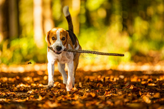 快乐的鸟狗在秋天森林里捡棍子浅自然背景的画像浅背景的画像图片