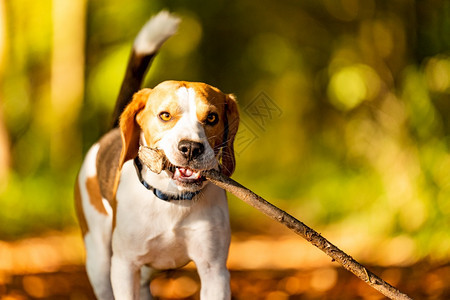 快乐的鸟狗在秋天森林里捡到一根棍子秋天的鸟狗在森林里捡到一根棍子快乐的鸟狗在秋天森林里捡到一根棍子浅色的鸟狗在秋天森林里捡到一根图片
