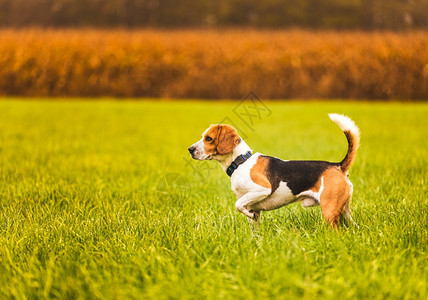 农村绿草地的比格尔狗秋季风景主题比格尔狗站在农村绿草地的比格尔狗秋季风景图片