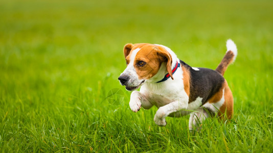 快乐比格尔狗秋天在乡村绿草中奔跑猎犬主题快乐比格尔狗秋天在乡村绿草中奔跑图片
