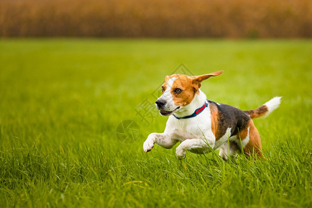 快乐比格尔狗秋天在乡村绿草中奔跑猎犬主题快乐比格尔狗秋天在乡村绿草中奔跑图片