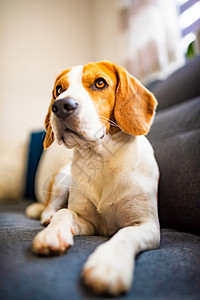 Beagle狗在舒适的沙发上被困住了可爱的警犬背景关闭狗在舒适的沙发上被困住了可爱的警犬背景图片