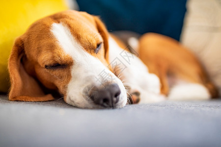 Beagle狗睡在一个舒适的沙发上可爱的警犬背景关闭可爱的警犬背景图片