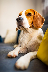 Beagle狗在舒适的沙发上被困住了可爱的警犬背景关闭狗在舒适的沙发上被困住了可爱的警犬背景图片