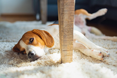 Beagle狗厌倦了躺在地毯板的桌子下可爱的狗背景亮的内部图片