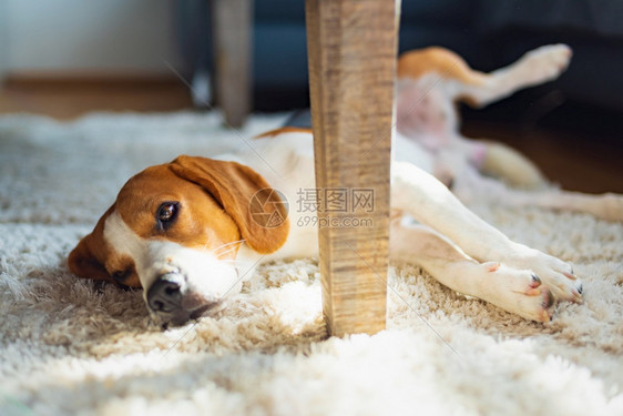 Beagle狗厌倦了躺在地毯板的桌子下可爱的狗背景亮的内部图片