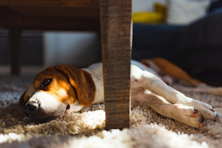 Beagle狗厌倦了躺在地毯板的桌子下可爱的狗背景亮的内部图片