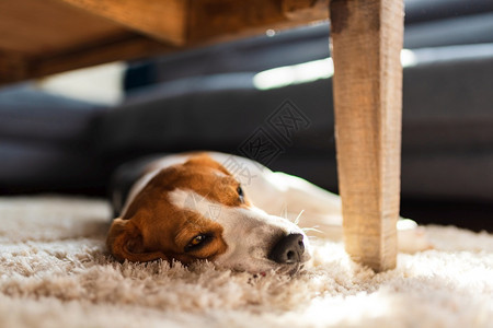 Beagle狗厌倦了躺在地毯板的桌子下可爱的狗背景亮的内部图片