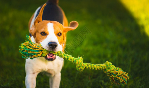 Beagle狗跳起来带着玩具跑向相机狗背景跳起来用玩具跑向相机图片