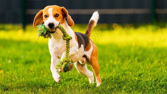 Beagle狗跳起来带着玩具跑向相机狗背景跳起来用玩具跑向相机图片