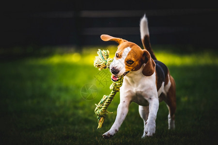 Beagle狗跳起来带着玩具跑向相机狗背景跳起来用玩具跑向相机图片