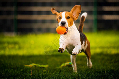 Beagle狗跳起来带着玩具跑向相机狗背景跳起来用玩具跑向相机图片