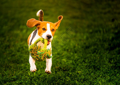 Beagle狗跳起来带着玩具跑向相机狗背景跳起来用玩具跑向相机图片