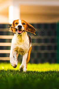 秋天一只有趣的小猎犬拿着一根棍子在绿色的草地上奔跑朝花园里的摄像机跑去秋天一只小猎犬拿着一根棍子在绿色草地上奔跑朝花园里的摄像机图片