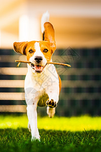 秋天一只有趣的小猎犬拿着一根棍子在绿色的草地上奔跑朝花园里的摄像机跑去秋天一只小猎犬拿着一根棍子在绿色草地上奔跑朝花园里的摄像机图片