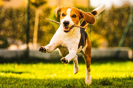 秋天一只有趣的小猎犬拿着一根棍子在绿色的草地上奔跑朝花园里的摄像机跑去秋天一只小猎犬拿着一根棍子在绿色草地上奔跑朝花园里的摄像机图片