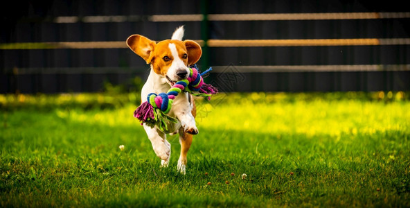 Beagle狗跳起来用玩具在室外跑向相机训练概念狗跳起来用玩具跑向相机图片