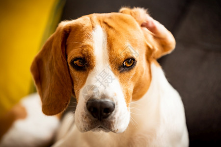 一只耳朵翻在沙发上的小猎犬狗的背景一只耳朵翻在沙发上的小猎犬图片