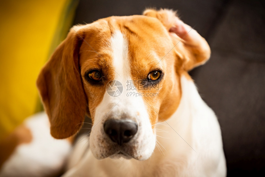 一只耳朵翻在沙发上的小猎犬狗的背景一只耳朵翻在沙发上的小猎犬图片