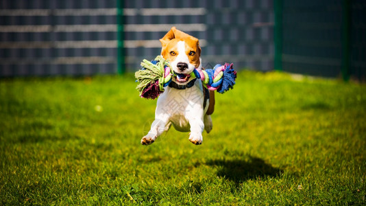 Beagle狗跳起来像疯一样奔跑在后院里用玩具向着相机跑狗跳起来像疯一样向着摄像机跑起来在室外用玩具向着摄像机跑起来图片