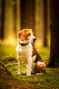 在秋天森林里坐着小鸟狗浅背景的肖像猎犬概念秋天森林里坐着小鸟狗图片