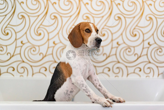 在浴缸里洗澡的神经质小狗不喜欢水浴的概念狗主题在浴缸里洗澡的神经质小狗图片