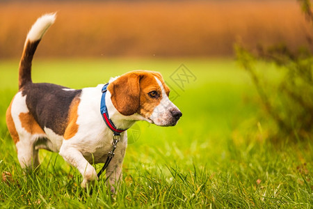 Beagle狗在秋天的绿地背景上画像在雨后秋天绿地背景上画像一只比格尔狗在雨后绿地背景上画像在雨后秋天绿地背景上画像狗同时疯子一图片