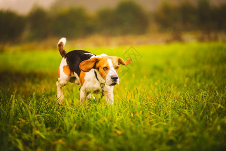 Beagle狗在秋天的绿地背景上画像在雨后秋天绿地背景上画像一只比格尔狗在雨后绿地背景上画像在雨后秋天绿地背景上画像狗同时疯子一图片