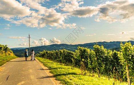 来自奥地利南部的著名葡萄酒街景象像是葡萄园山旅游目的地来自奥利南部的著名葡萄酒街景象就像葡萄园山景象图片