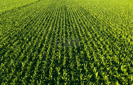 玉米厂各行的低高度航空照片农业背景玉米厂各行的低高度航空照片图片