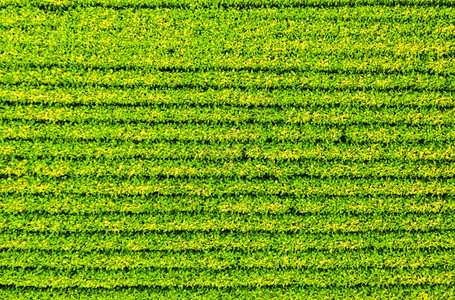 含有大豆种植物的田空中视图奥地利农业大豆种植物的田植物的田背景图片