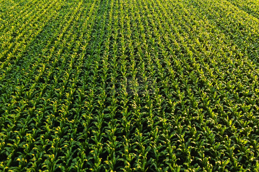 玉米厂各行的低高度航空照片农业背景玉米厂各行的低高度航空照片图片