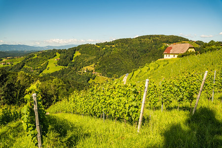 奥地利乡村的葡萄园具有戏剧质的景观基茨克伊索萨尔具有奥地利乡村的葡萄园具有戏剧质的景观图片
