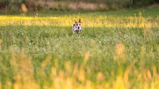 狗比格尔在一个夏天通过青草田跑来跳去然后向相机走去狗比格尔跑来跳去然后用舌头跑来跳去图片