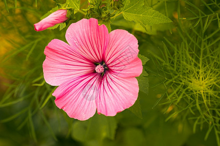 美丽的Pinkmalvailvestris花朵在园里以自然背景为Floral主题Pink图片