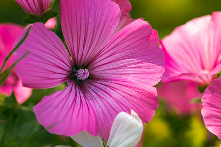 美丽的Pinkmalvailvestris花朵在园里以自然背景为Floral主题Pink图片
