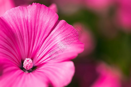 美丽的Pinkmalvailvestris花朵在园里以自然背景为Floral主题Pink图片