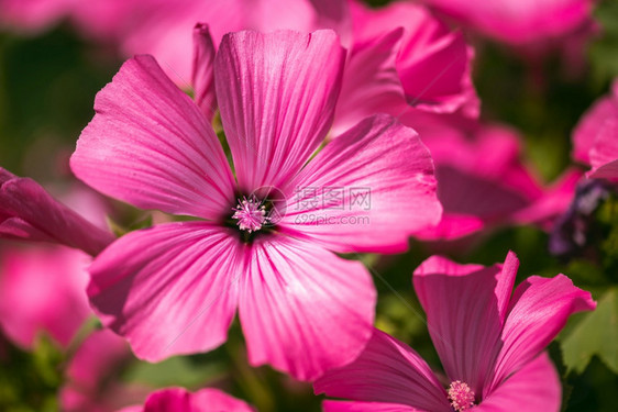 美丽的Pinkmalvailvestris花朵在园里以自然背景为Floral主题Pink图片