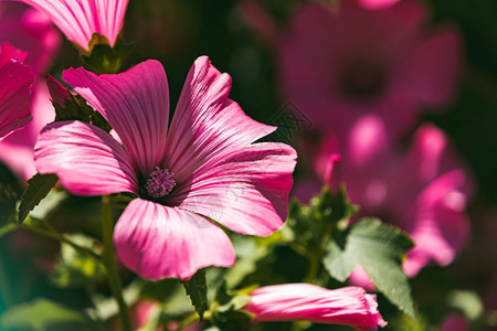 美丽的Pinkmalvailvestris花朵在园里以自然背景为Floral主题Pink图片