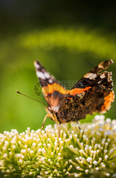 Vanessaatalanta红色上将或令人钦佩的蝴蝶花朵上粉昆虫主题选择焦点关闭atalanta红色令人敬佩的蝴蝶花朵上图片