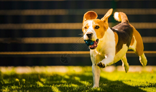 可爱的比格尔狗在院子里快乐地跑过院子蓝球对着镜头狗拿玩具可爱比格尔狗在院子里快乐地跑过院子图片