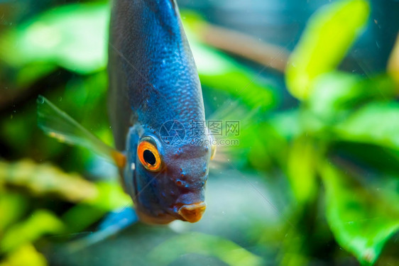 蓝盘鱼在水族馆里很贴近鱼的保存主题水族馆里很贴近的鱼图片