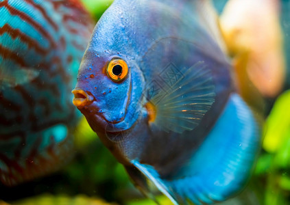 蓝盘鱼在水族馆里很贴近鱼的保存主题水族馆里很贴近的鱼图片