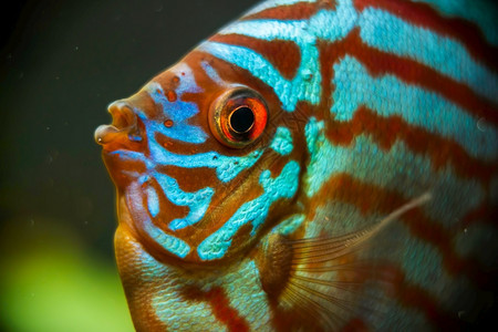 红蓝绿鱼在水族馆密闭鱼的保存主题分离在水族馆密闭图片