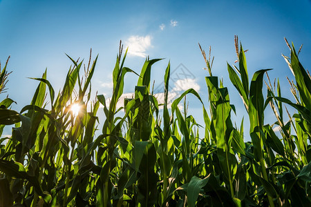 农村地区的玉米排夏季蓝色天空农业背景村地区玉米排夏季的蓝色天空农村地区玉米排夏季的蓝色天空图片