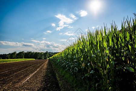 农村地区的玉米排夏季蓝色天空农业背景村地区玉米排夏季的蓝色天空农村地区玉米排夏季的蓝色天空图片
