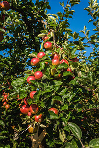 苹果树枝上的红成熟苹果蓝天空背景在奥地利苹果树枝上的红成熟苹果图片