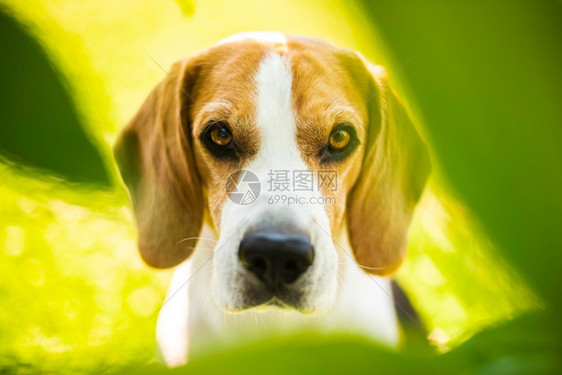 Beagle狗在户外绿叶之间的肖像警犬主题图片