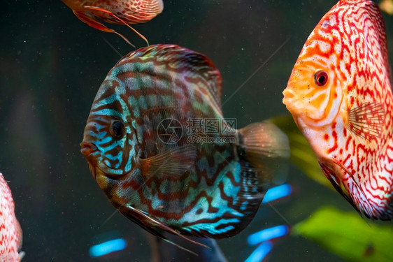 在水族馆里有色鱼选择代表选择图片